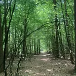 Mazurowka Romana 스파이초보